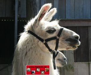 Bild 1 von Alpaka u. Lama Halfter  / (Größe) 50 / L / (Farbe) türkis