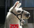 Bild 4 von Alpaka u. Lama Halfter  / (Größe) 50 / L / (Farbe) türkis