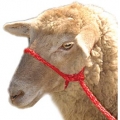 Bild 2 von Führhalfter für Schafe  / (Farbe) grün