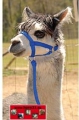 Bild 3 von Alpaka u. Lama Halfter  / (Größe) 50 / L / (Farbe) türkis